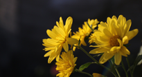 【養(yǎng)生知識(shí)】入秋菊花藥膳，美味營(yíng)養(yǎng)、養(yǎng)生保健！